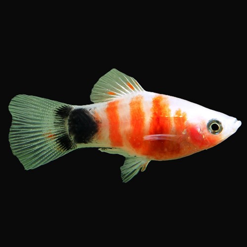 Xiphophorus maculatus - Platy Tiger Mickey Mouse